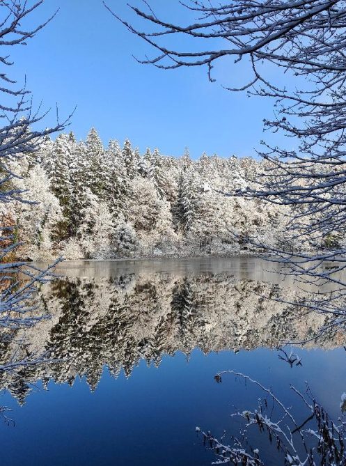 Forest-and-lake-in-winter